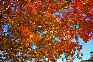 Fall in Fair Oaks