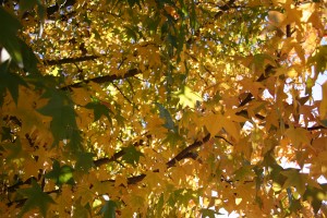 Fall in Fair Oaks
